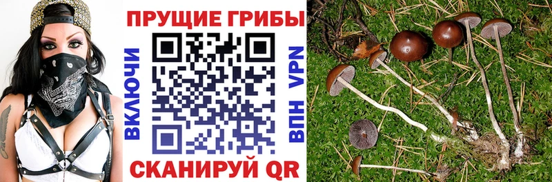 Купить Спас-Деменск Галлюциногенные грибы Psilocybe